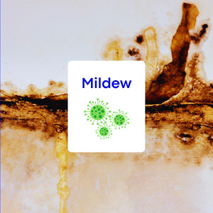 Mildew vs Mold